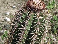 Melocactus lemairei Azua Barahona, Dom. Rep. ©Christian Defferrard.jpg